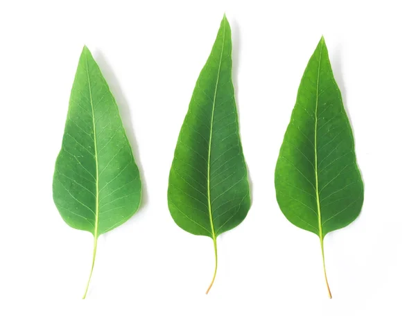 Зеленые листья эвкалипта на белом фоне — стоковое фото