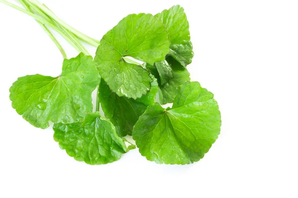 Foglia di primo piano di Gotu kola, pennywort asiatico, pennywort indiano su sfondo bianco con goccia d'acqua, erba e concetto medico, messa a fuoco selettiva — Foto Stock