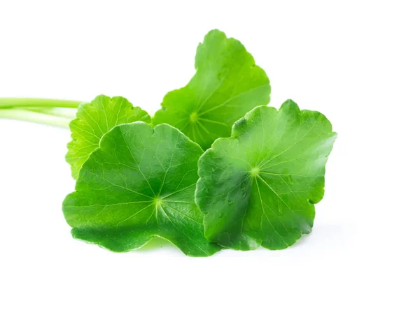 Close-up blad van Gotu kola, Aziatische pennywort, Indiase pennywort op witte achtergrond, kruid en medisch concept, selectieve focus — Stockfoto