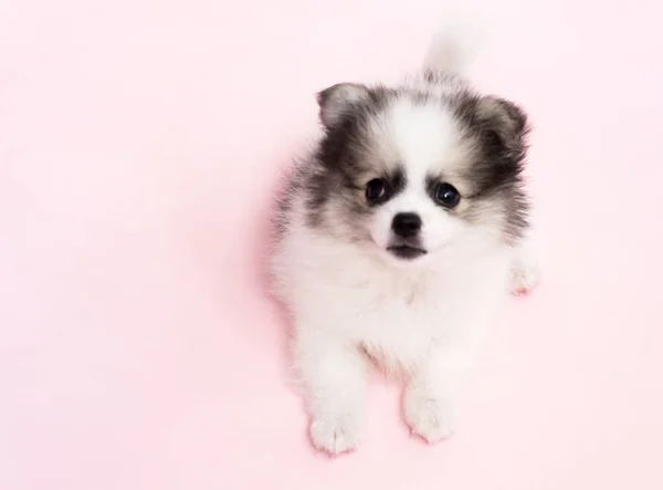 Cão bonito pomeranian bebê no fundo rosa para o conceito de cuidados de saúde animal de estimação, foco seletivo — Fotografia de Stock