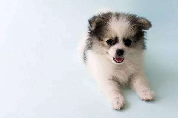 Primer plano cachorro pomeranian edad 2 meses con fondo azul claro, perro concepto saludable, enfoque selectivo —  Fotos de Stock