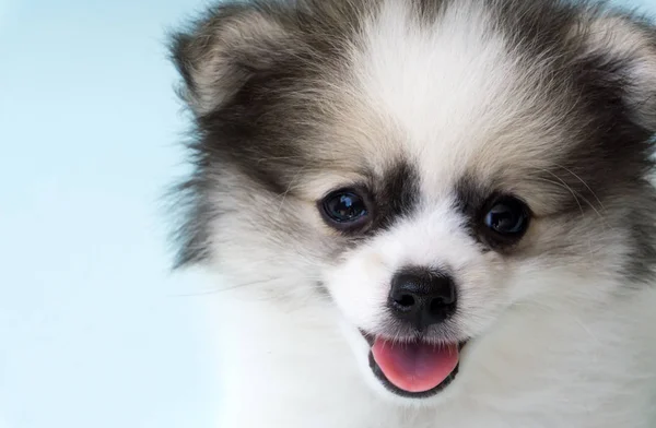 Primo piano volto di cucciolo di età pomerania 2 mese con sfondo azzurro, cane concetto sano — Foto Stock