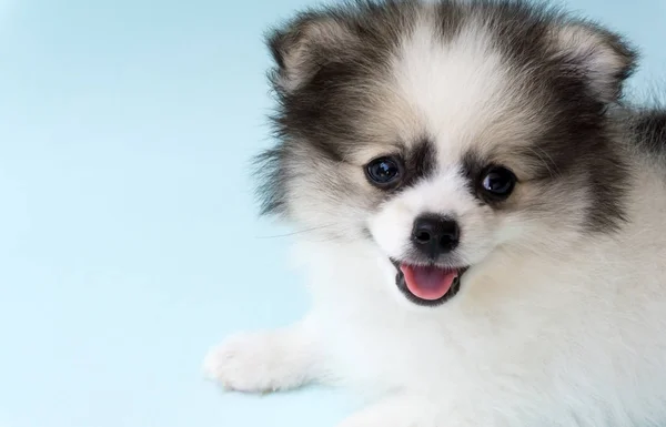 Närbild ansikte valp pomeranian ålder 2 månad med ljusblå bakgrund, hund frisk koncept — Stockfoto