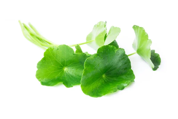 Folha de close-up de Gotu kola, Pennywort asiático, Pennywort indiano sobre fundo branco, erva e conceito médico, foco seletivo — Fotografia de Stock