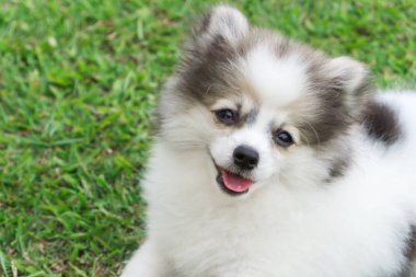 Closeup pomeranian gülümseme ve Doğa Parkı, evde beslenen hayvan sağlık kavramı, seçici odak oynadıktan sonra yeşil çimenlerin üzerinde oturan