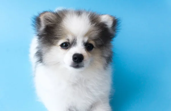 Primer plano cachorro pomeranian mirando algo con fondo azul claro, perro concepto saludable, enfoque selectivo —  Fotos de Stock