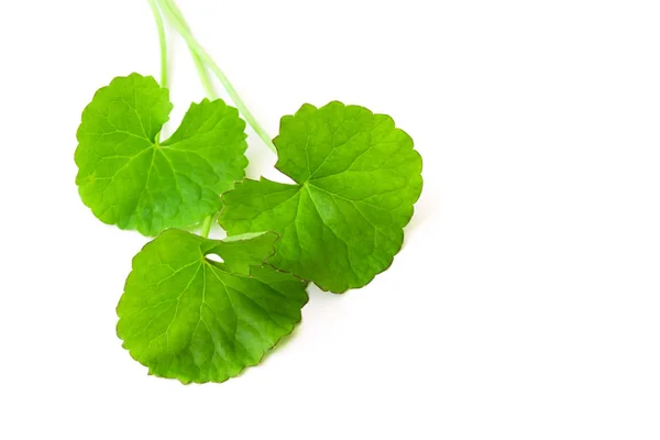 Folha de close-up de Gotu kola, Pennywort asiático, Pennywort indiano sobre fundo branco, erva e conceito médico, foco seletivo — Fotografia de Stock