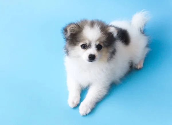 Närbild valp pomeranian tittar något med ljusblå bakgrund, hund frisk koncept, selektivt fokus — Stockfoto