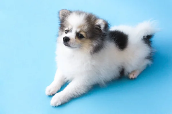 Primo piano pomerania cucciolo guardando qualcosa con sfondo azzurro, cane concetto sano, messa a fuoco selettiva — Foto Stock