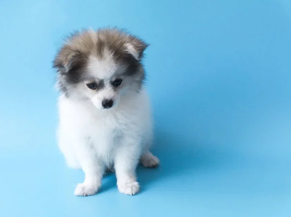 Closeup pup Pommeren kijken naar iets met licht blauwe achtergrond, hond gezond concept, selectieve aandacht — Stockfoto