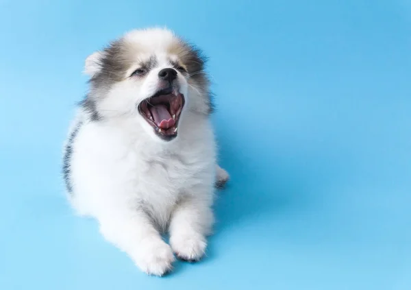 Primeros planos de cachorro bostezo pomeraniano con fondo azul claro, perro concepto saludable —  Fotos de Stock