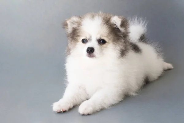 Primo piano pomerania cucciolo con sfondo grigio, cane concetto sano — Foto Stock