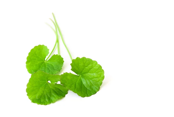 Daun closeup Gotu kola, Asiatic pennywort, Indian pennywort o — Stok Foto