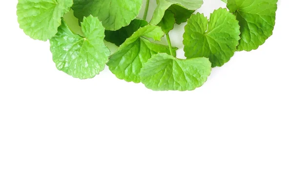 Closeup φύλλα του Gotu kola, ασιατική pennywort, ινδική pennywort σε λευκό φόντο, βότανο και ιατρική έννοια, επιλεκτική εστίαση — Φωτογραφία Αρχείου