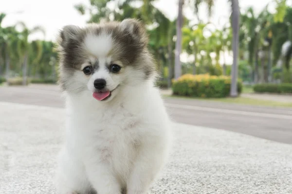 Primer plano lindo pomeranian sentado en piso de hormigón después de jugar —  Fotos de Stock