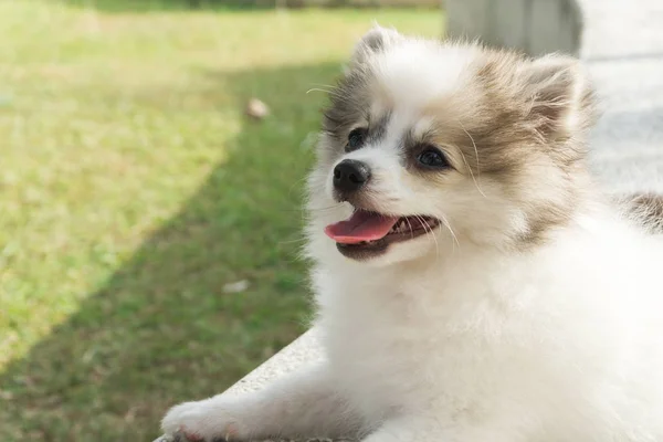 Pomeranian closeup κάθεται στο σκυρόδεμα με πράσινο χορτάρι μετά το παιχνίδι στο πάρκο, κατοικίδιο ζώο ιδέα υγειονομικής περίθαλψης, επιλεκτική εστίαση — Φωτογραφία Αρχείου