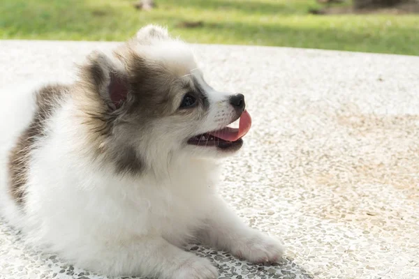 Primer plano pomeranian sentado en concreto con hierba verde después de jugar en el parque natural, mascota concepto de cuidado de la salud, enfoque selectivo —  Fotos de Stock