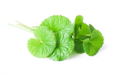 Gotu kola, Asya pennywort, su damlası, ot ve tıbbi kavramı ile beyaz arka plan üzerinde Hint pennywort tatlı yaprak