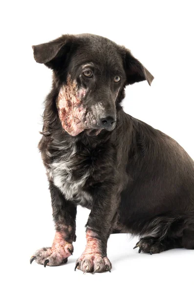 Masalah kulit kusta sakit anjing dengan latar belakang putih — Stok Foto