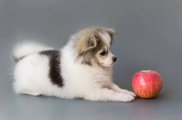 Primer plano lindo perro pomerania comer manzana roja sobre fondo gris, mascota concepto de cuidado de la salud —  Fotos de Stock