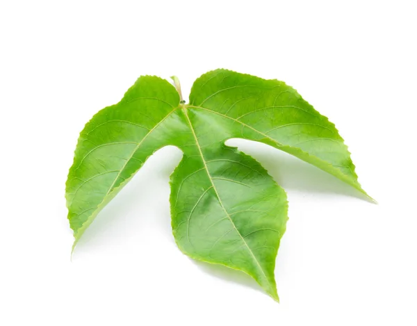 Hojas verdes de maracuyá con flor sobre fondo blanco — Foto de Stock