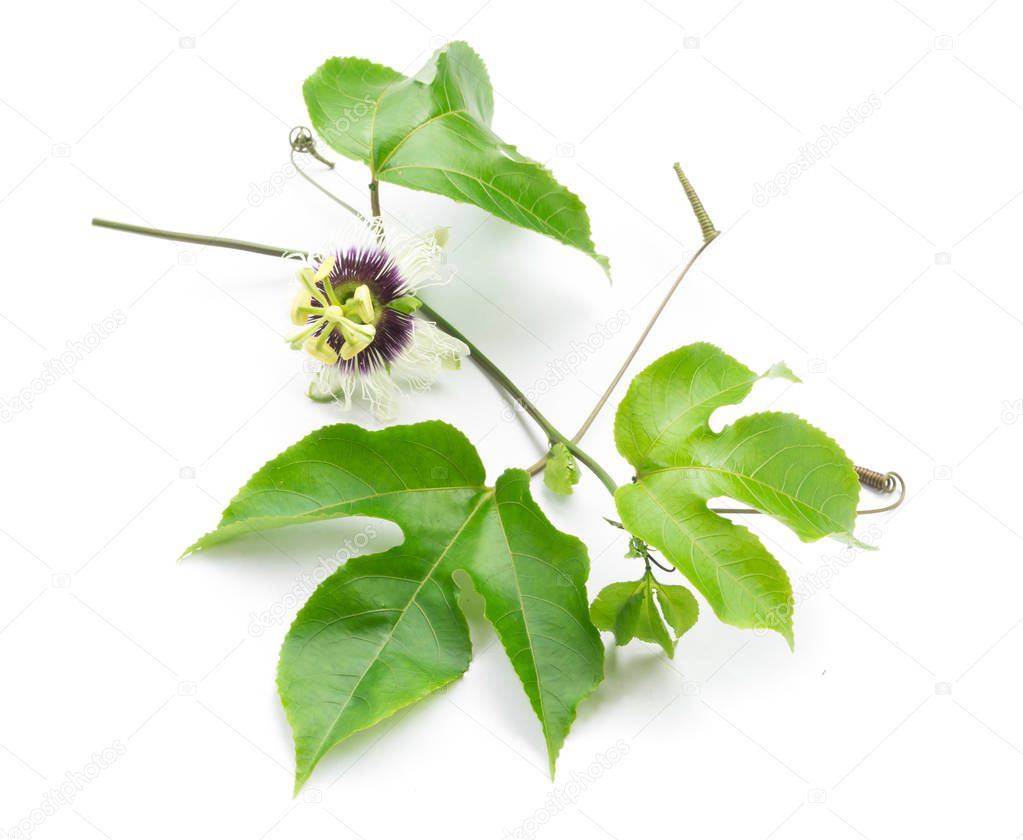 Green leaves and brace of passion fruit with flower on white background