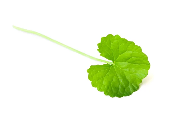 Closeup leaf of Gotu kola, Asiatic pennywort, Indian pennywort on white background with water drop, herb and medical concept — Stock Photo, Image