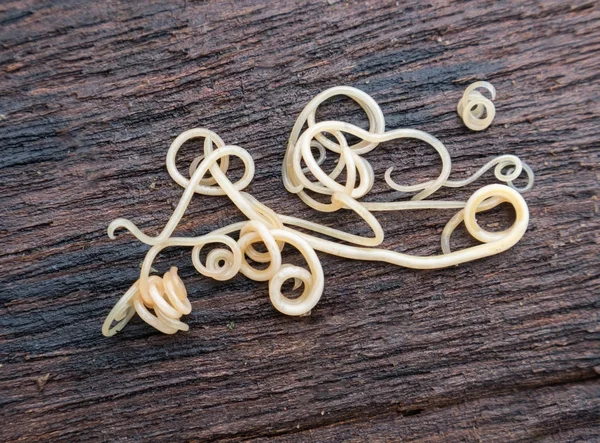 Helminthiasis toxocara canis (auch als Hundefundwurm bekannt) oder