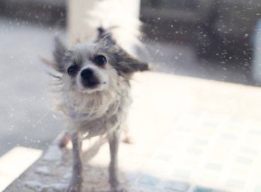 Pomeranian köpek closeup flicking güneş ışık vintange sesi, seçici odak ile bir banyo almak sonra su