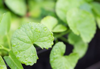 Closeup bırakır Gotu kola, Asya pennywort, güneş ışığı, ot ve tıbbi kavramı, seçici odak ile Hint pennywort
