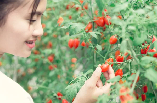 Closeup hand holding tomatoes on branch in vegetable farm with smile face and happy feeling for healthy food concept, vintage color tone, selective focus