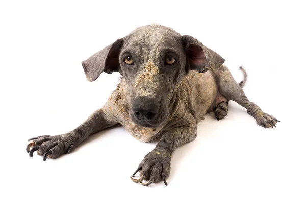 Primer plano cara de perro enfermo lepra problema de la piel con fondo blanco, enfoque selectivo —  Fotos de Stock