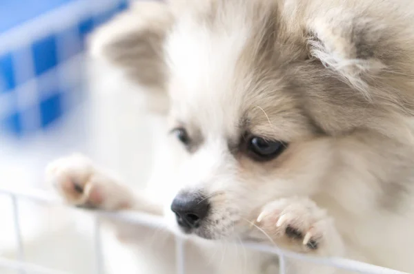 Закрыть щенка померанский ожидающий владелец с грустным лицом, избирательный фокус — стоковое фото