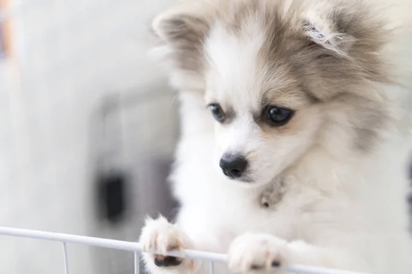 Köpek yavrusu pomeranian bekleyen sahip üzgün yüz, seçici odak ile kapatmak — Stok fotoğraf