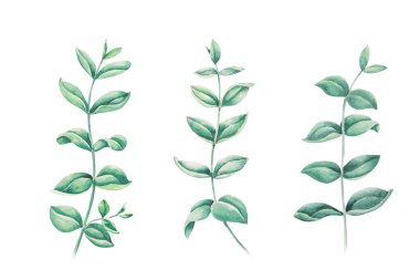 Okaliptüs seti beyaz arkaplanda ayrık dallı su rengi çizimi yapar