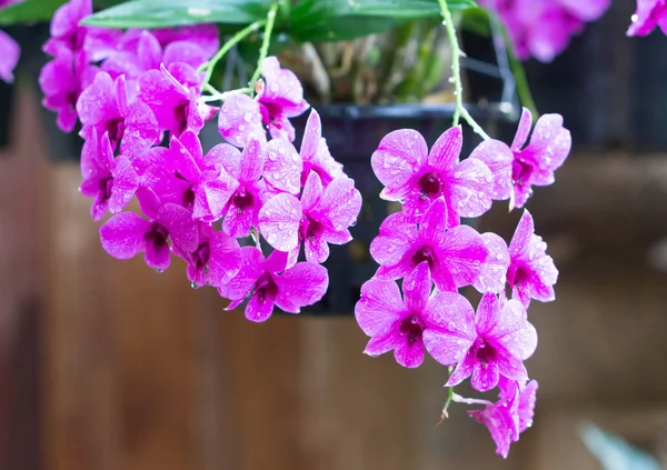 Крупним планом фіолетова квітка орхідеї в саду, вибірковий фокус — стокове фото