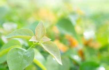 Kapalı yeşil ağaç tomurcukları ve güneş ışığı, seçici odak
