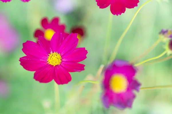 Closeup beautiful pink cosmos flower in the field with sunlight at morning, selective focus — Stock Photo, Image