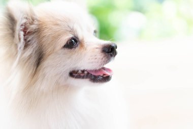 Yavru Pomeranian 'ın yakın plan yüzü yeşil doğa geçmişi olan bir şeye bakıyor, köpek sağlığı konsepti, seçici odaklanma