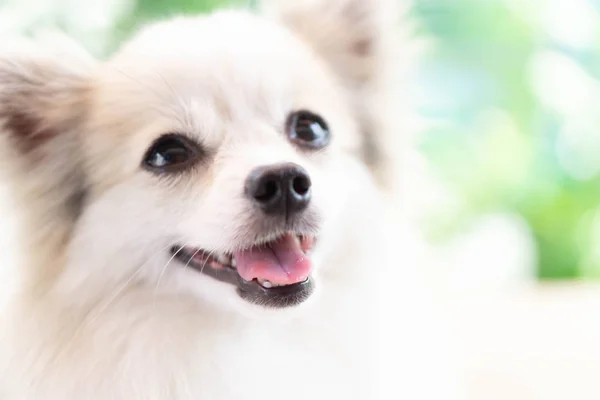 강아지 포메라니안의 클로즈업 얼굴 녹색 배경, 개의 건강 한 개념, 선택적 집중 — 스톡 사진