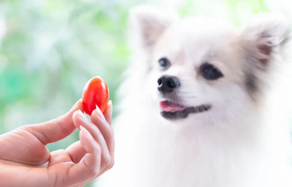 Nahaufnahme Niedlicher Pommerscher Hund Mit Roter Kirschtomate Der Hand Mit — Stockfoto