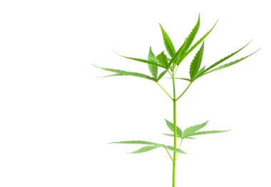 Genç esrar veya marihuana yaprakları beyaz arka plan, sağlık ve tıbbi konsepte sahiptir