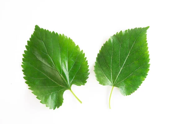 Zelený List Mulberry Izolované Bílém Pozadí — Stock fotografie