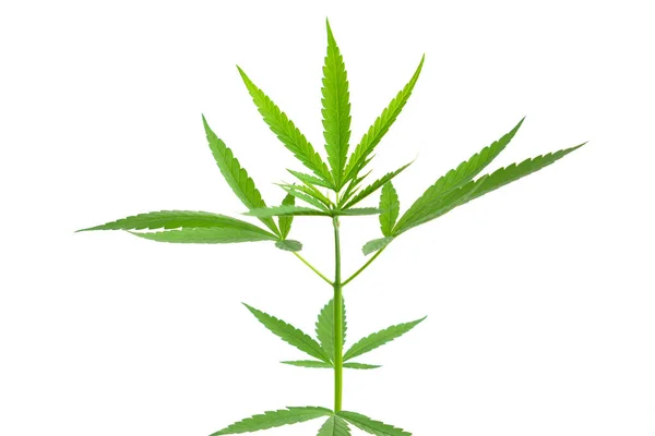 Young Cannabis Marijuana Leaves Plant White Background Health Care Medical — Stock Photo, Image