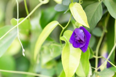 Yeşil dalı, bitkisi ve tıbbi konsepti olan kelebek bezelyesi çiçeği.