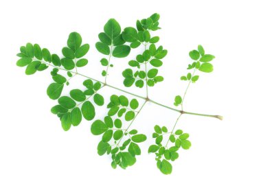 Kapalı genç moringa yaprakları şube, bitki ve tıbbi konsept