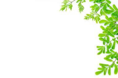 Kapalı genç moringa yaprakları şube, bitki ve tıbbi konsept