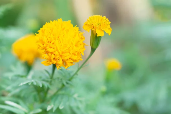 Closeup Yellow Marigold Flowers Garden Selective Focus — Stock Photo, Image