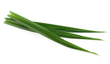 Taze yeşil pandan yaprakları beyaz arkaplanda izole edilmiş