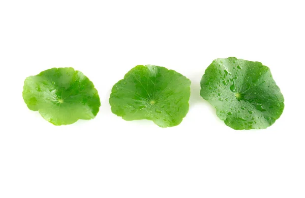 Liść Zbliżenie Gotu Kola Azjatyckie Pennywort Indian Pennywort Białym Tle — Zdjęcie stockowe